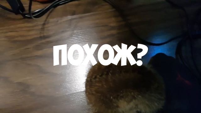 Это Ёжик..? Или Сурикатик ? Как спят Сурикаты в норах смотреть онлайн