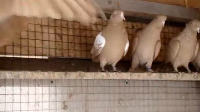 Бакинские бойные голуби жёлтые смотреть онлайн