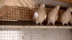 Бакинские бойные голуби   жёлтые