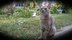 Мурзя малыш мурка #анукадавайка