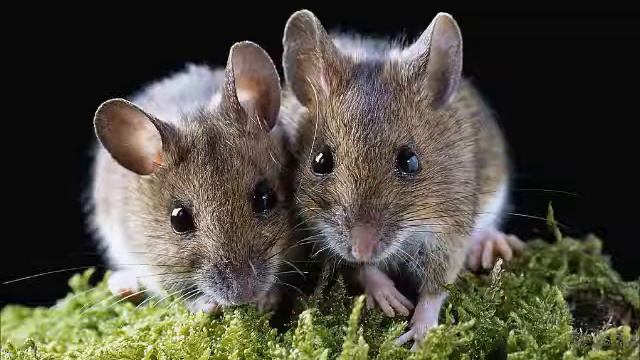 притча для детей и взрослых Мышки смотреть онлайн