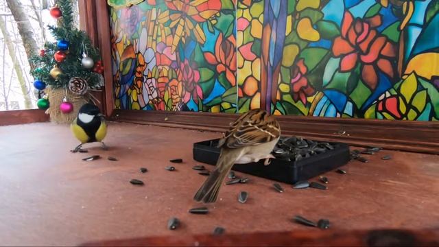 ?Кормушка для птиц #9 | Разбойники Воробьи ? / Bird Feeder | Rogues Sparrows ? смотреть онлайн