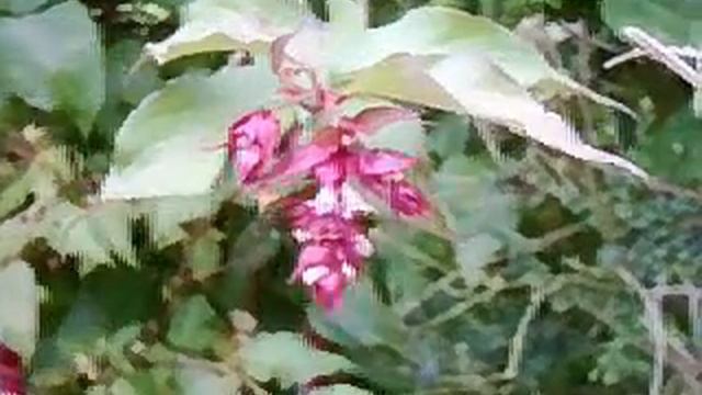 Leycesteria смотреть онлайн