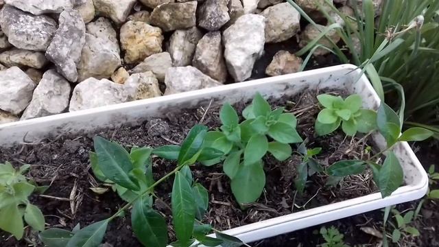 ЧЕРЕНКИ ПЕТУНИИ.ЧЕРЕЗ СКОЛЬКО НАСТУПИТ ЦВЕТЕНИЕ ПОСЛЕ УКОРЕНЕНИЯ. смотреть онлайн