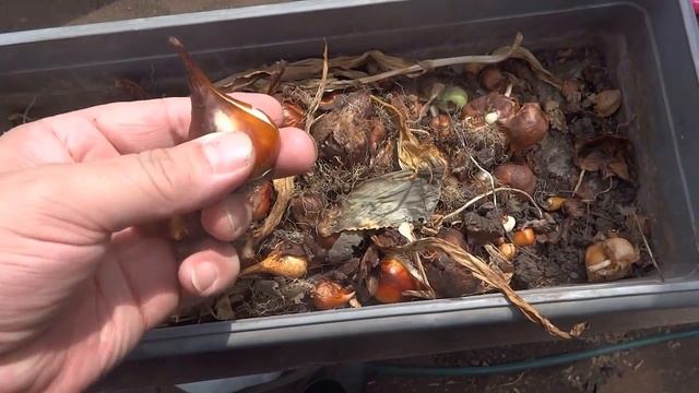 КАК РАЗМНОЖАТЬ ЛУКОВИЦЫ ТЮЛЬПАНОВ смотреть онлайн