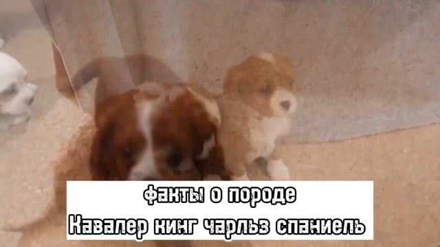 ?факты о породе кавалер кинг чарльз спаниель? смотреть онлайн