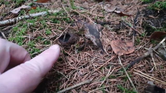 Грибник удивился ЭТОМУ ....грибов больше НЕТ....... Грибы 2021 !