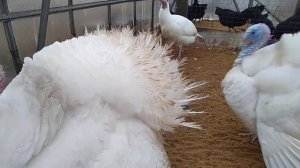 Сколько корма нужно взрослому индюку в сутки??? // Сколько нужно самцов // Секреты хороших урожаев.