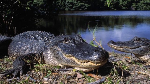 American Alligator Call - Alligator Mississippiensis