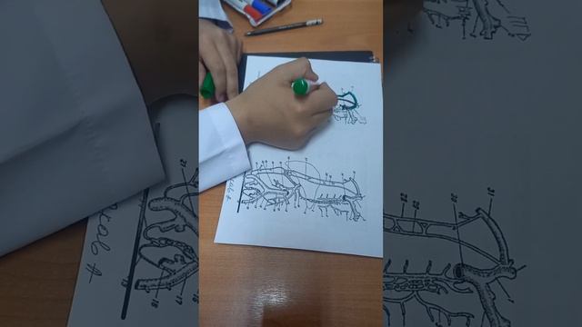 кава-кавальный анастомоз