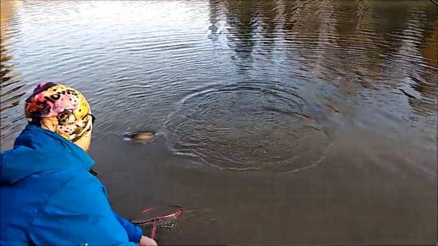 Силикон, силикон и вновь форелевые приманки на видео. Спорт зона, ловля крупной форели. Клёвое мест смотреть онлайн