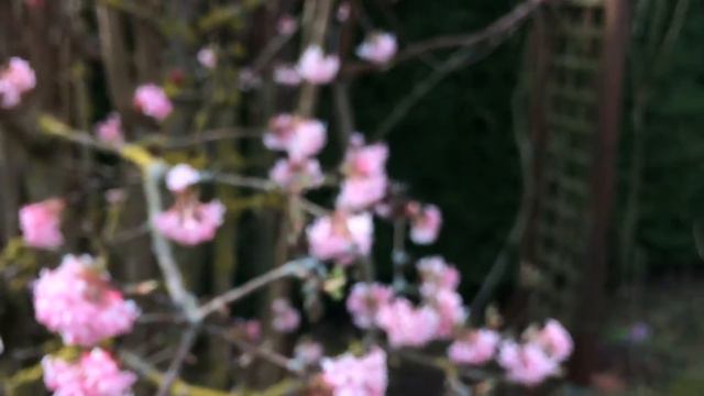Viorne de Bodnant 'Viburnum Bodnantense Dawn' le régal du Bourdon смотреть онлайн