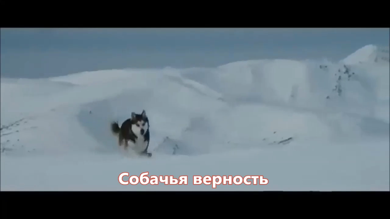 Сборная Союза - Собачья верность (NEW 2018) смотреть онлайн