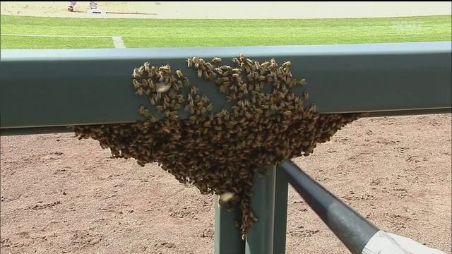 Bees Swarm the Rockies Dugout during MLB Game смотреть онлайн