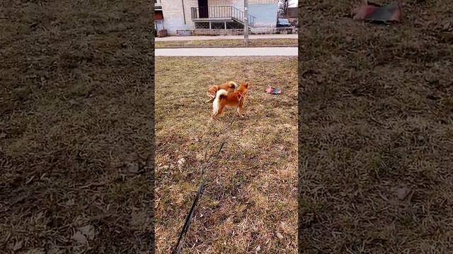15.04.23г. Астра и Арти 🥰🥰 смотреть онлайн