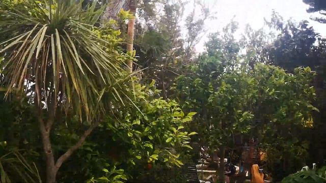 Sub-tropical garden смотреть онлайн