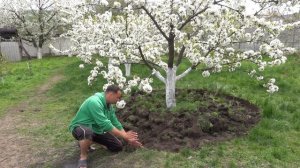 НЕ ПРОПУСТИТЕ САМУЮ ВАЖНУЮ ПОДКОРМКУ ЧЕРЕШНИ!