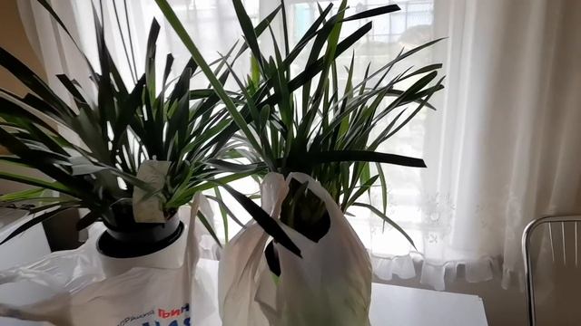 Переселяю орхидеи. Пусть МЁРЗНУТ! смотреть онлайн