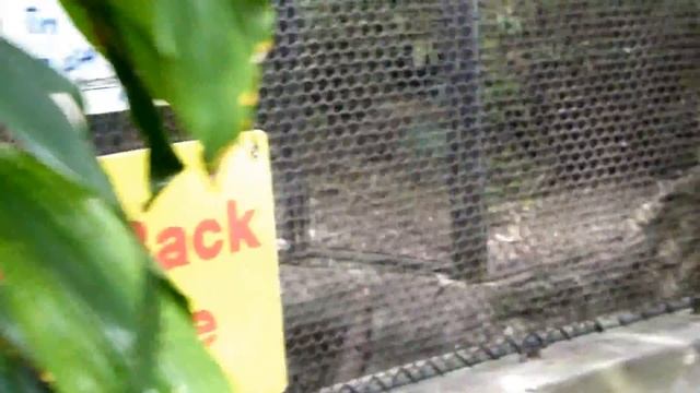 Прогулка по зоопарку Майами США Флорида Miami Zoo Leopard смотреть онлайн