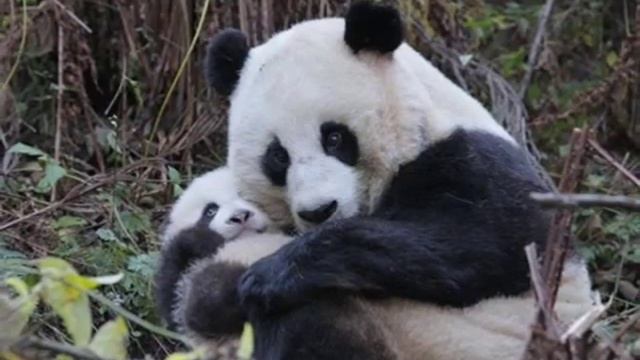 Панда большая — Panda big смотреть онлайн