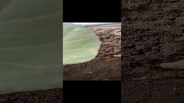 боремся с медведкой