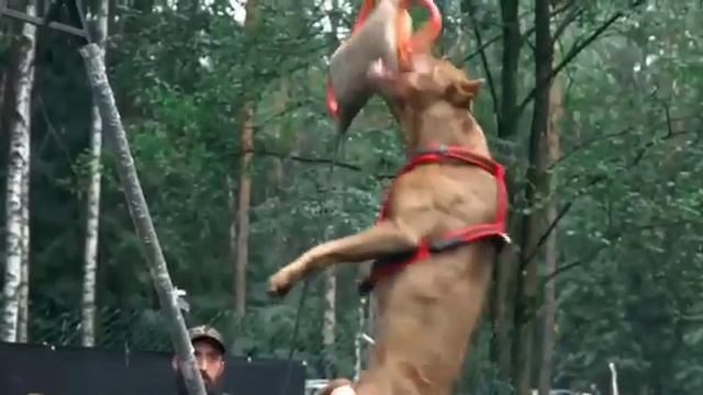 Прайтер Че Гевара РПП видео с соревнований! смотреть онлайн