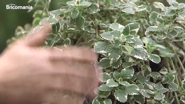 Cómo Multiplicar Enchufes En La Pared - Programa Completo - Bricomanía