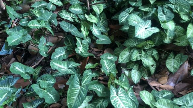 Arrowhead Plant 合果芋 シンゴニウム・ポドフィルム Сингониум ножколистный Tróc Bạc (syngonium Podophyllum)