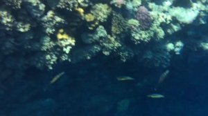 Есть ли сейчас акулы в Египте? Шарм Эль Шейх. Красное Море. Съёмка под водой!