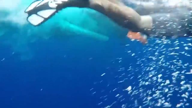 Дайверы встретили гигантскую белую акулу смотреть онлайн