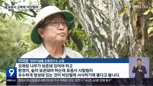 멸종위기 ‘비단벌레’ 집단 서식지 발견 / KBS 2023.10.13. смотреть онлайн