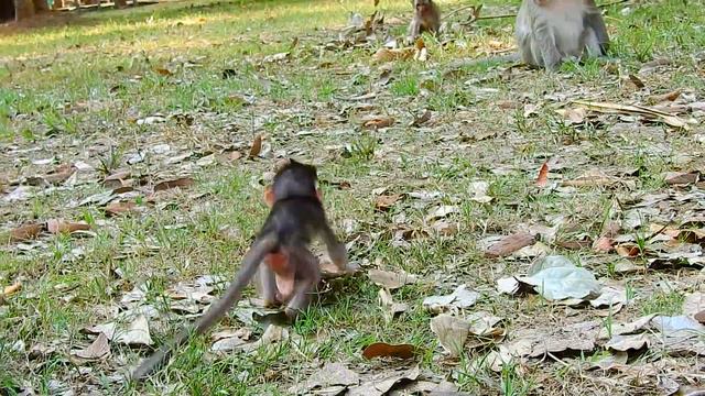MG, Pity baby Polyno, Donny Pushing Down & Raising Up SO Hard,Popeye Left|#Monkey Nightmare смотреть онлайн