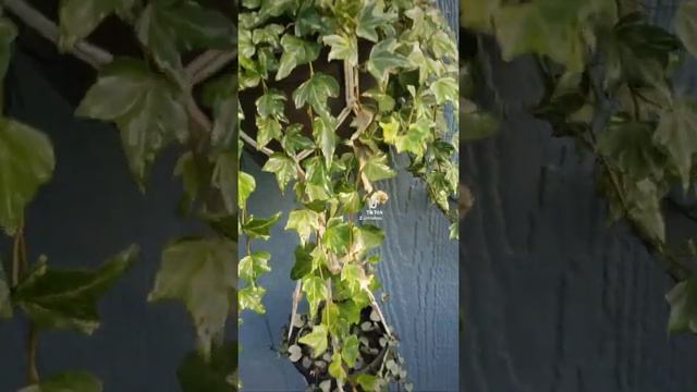 So much white #tiktok #short #garden смотреть онлайн