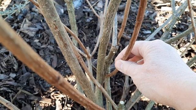 Обрезка 4-х летней гортензии LITTLE LIME. Побег для штамба. Черенки. Ящерица ? 13.03.2022 смотреть онлайн