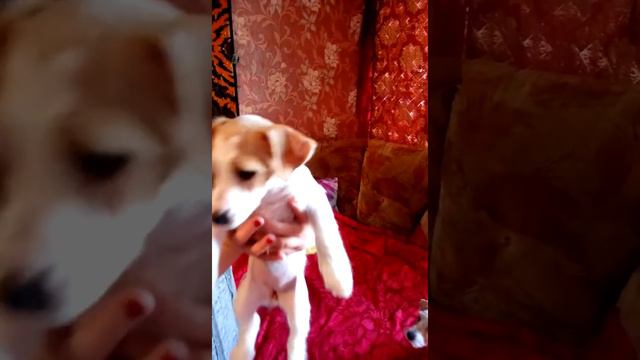 щенки Джек Рассел терьер смотреть онлайн