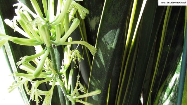 Как ЦВЕТЁТ  САНСЕВИЕРИЯ (Тёщин язык).