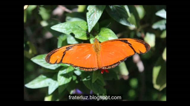 Mantra: Chattr Chakkr Vartee (Nirinjan Kaur) смотреть онлайн