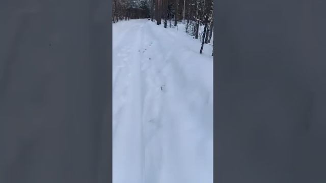 Медведь-шатун,март 2023,Владимирская обл.Еще одна причина завести алабая рабочих линий.Видео не мое смотреть онлайн