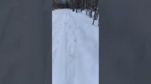 Медведь-шатун,март 2023,Владимирская обл.Еще одна причина завести алабая рабочих линий.Видео не мое