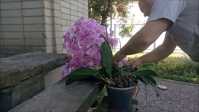 Как поливать орхидею. How to water an orchid смотреть онлайн