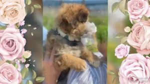 ПОДАРИТЕ МНЕ СОБАКУ!