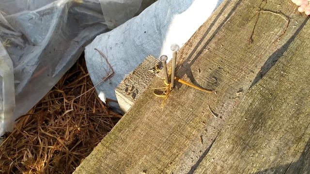 Щемилка для окорения прута по технологии "проще простого". #окорениепрута #щемилка #лоза #ива смотреть онлайн