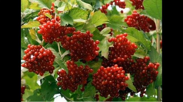 Янош Берленко (Скакун) - Куст калины