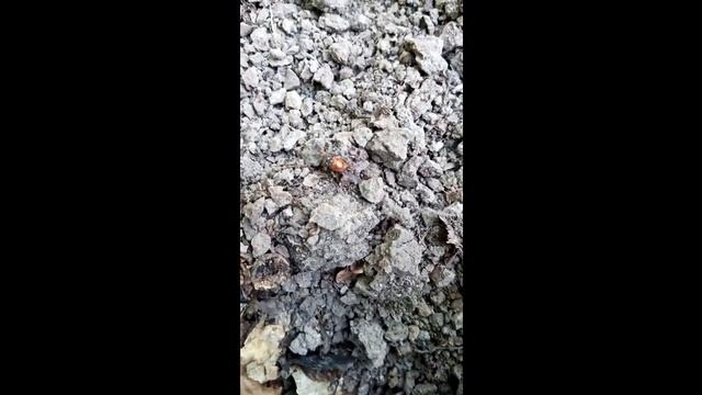 Не выбитое место с Minelab X-Terra Pro.
