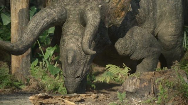 Male Triceratops battling for mate - [Prehistoric Planet] season 2 смотреть онлайн