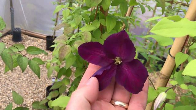 Chelsea 2017 Prep 3/4 смотреть онлайн