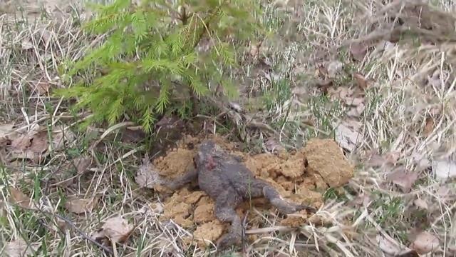 здоровая земляная жаба проснулась после зимней спячки смотреть онлайн