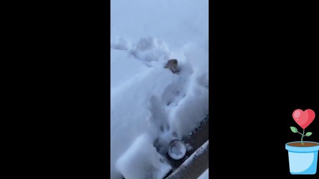 Смешная подборка с животными ?