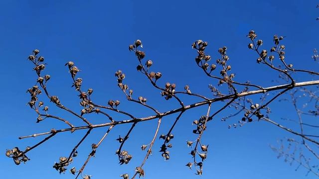 ИВАНОВ ДЕНЬ 20 января. Что можно и что нельзя делать.ПРИМЕТЫ смотреть онлайн