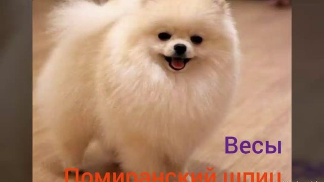 Какая порода собак подходит тебе по знаку зодиака смотреть онлайн